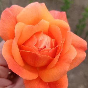 Narancs futó rózsa